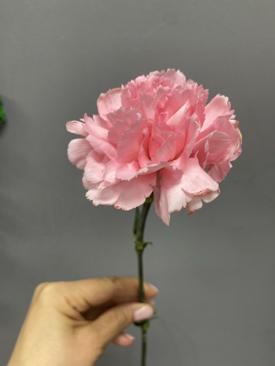 Диантус розовый