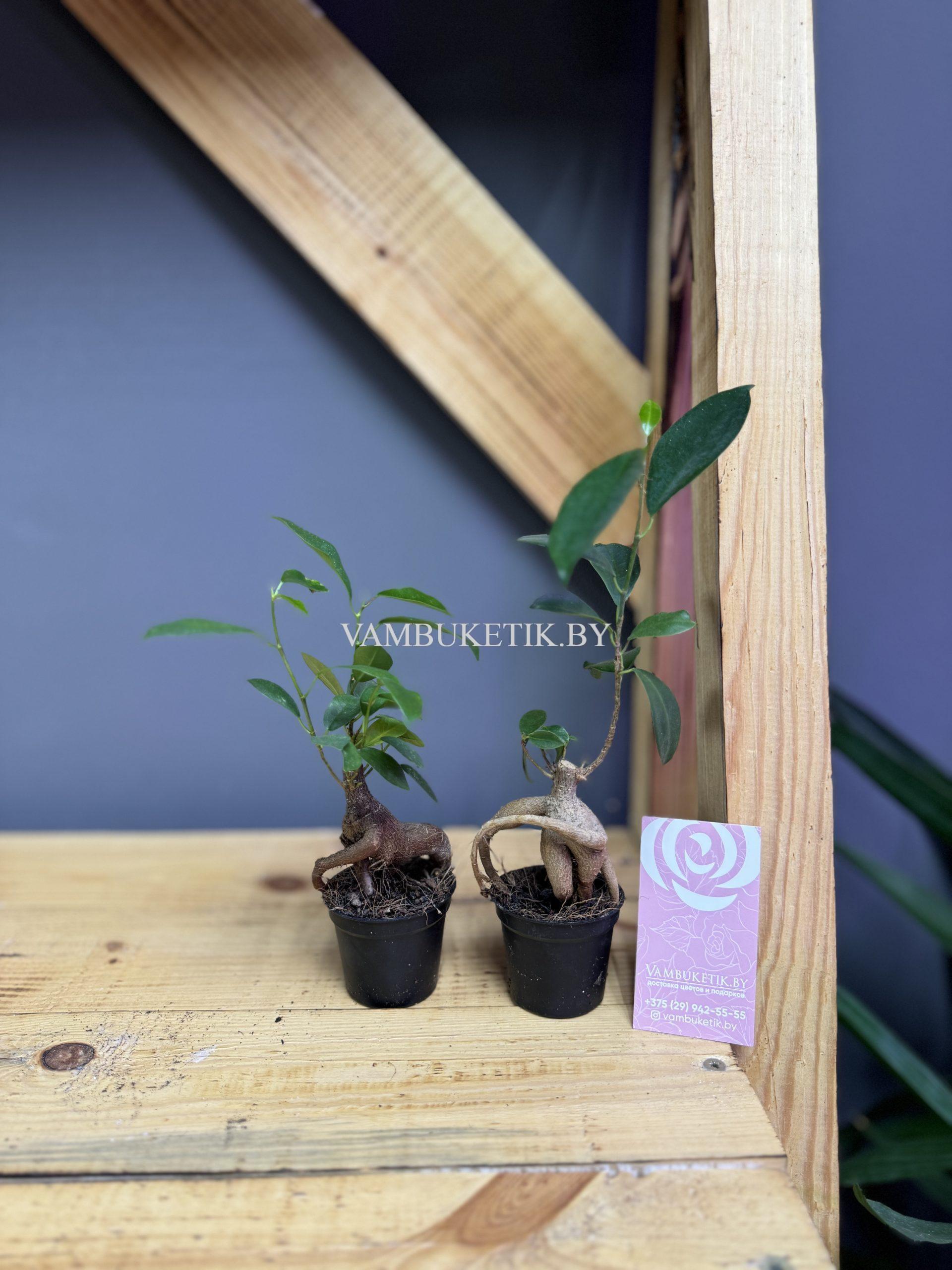 Фикус Гинсенг