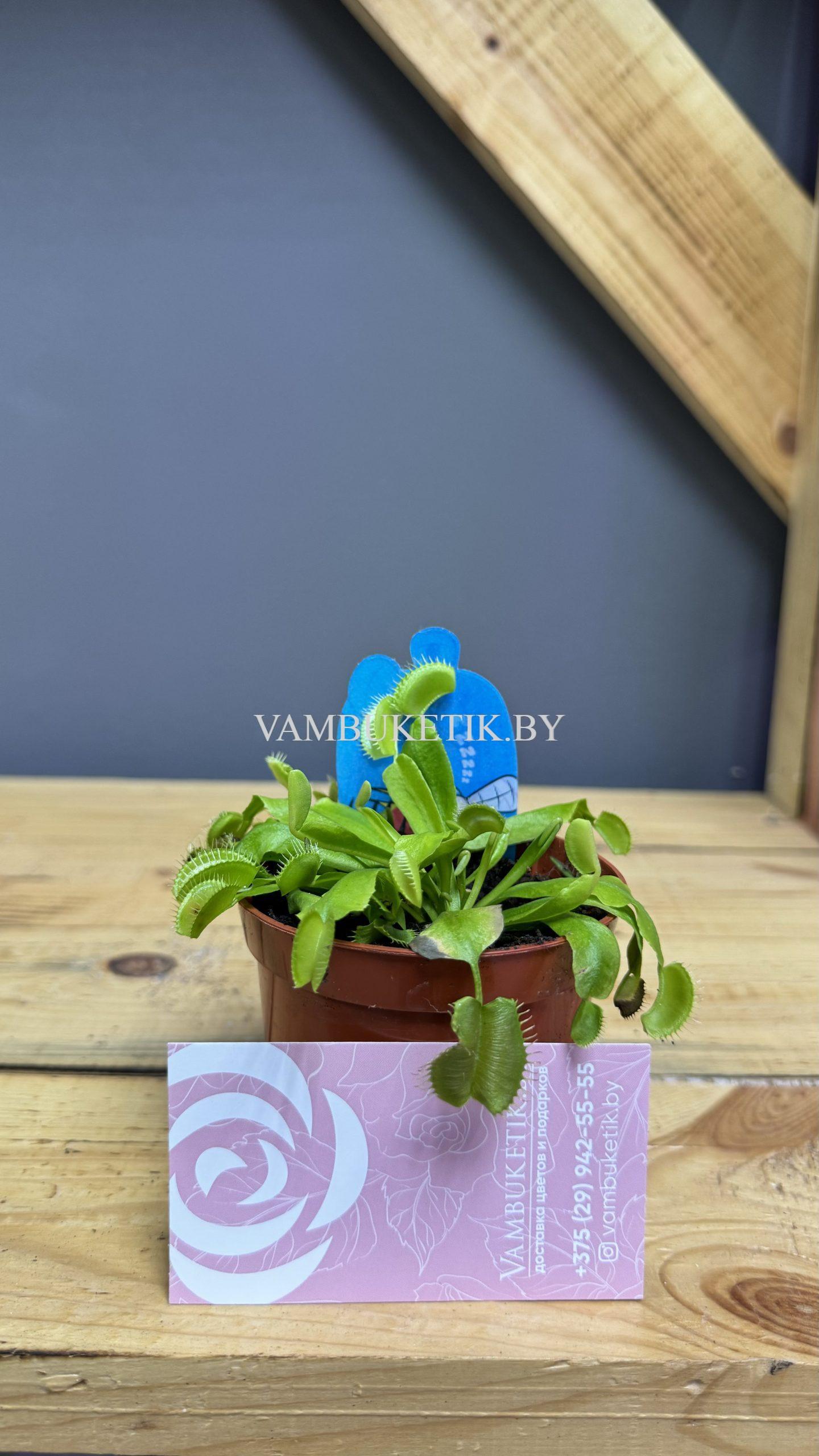 Венерина мухоловка