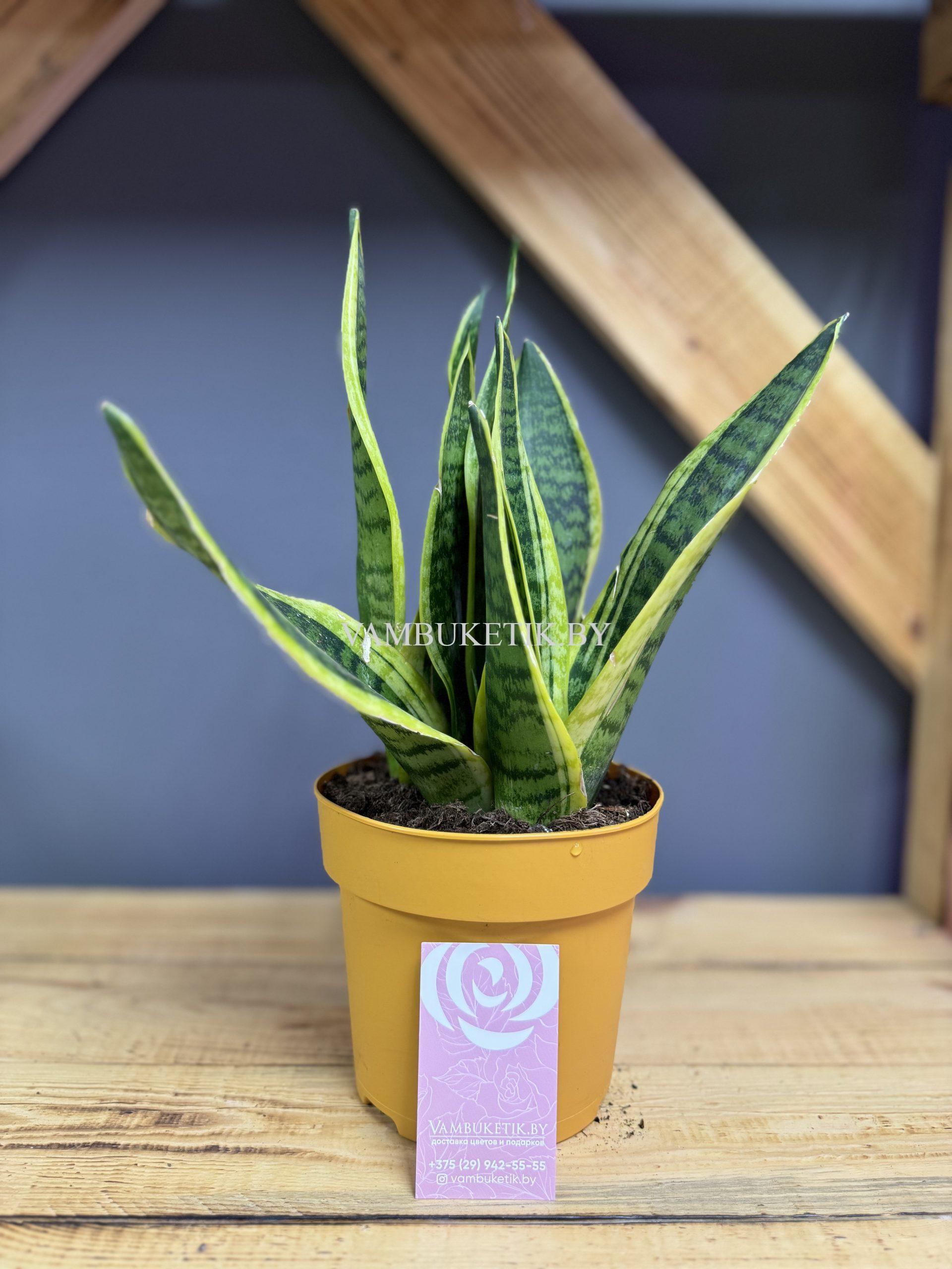 Сансевиерия