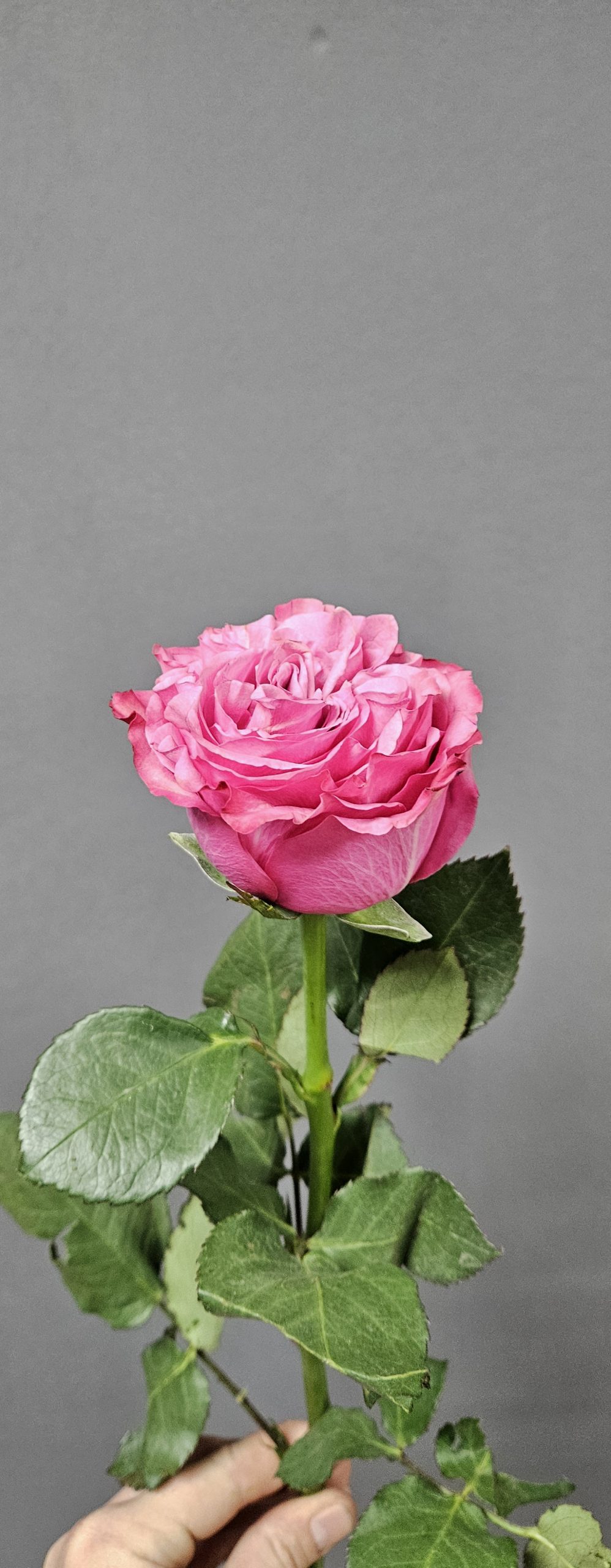 Эквадор микс