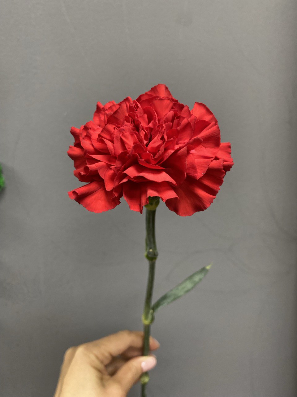 Диантус красный (Гвоздика)