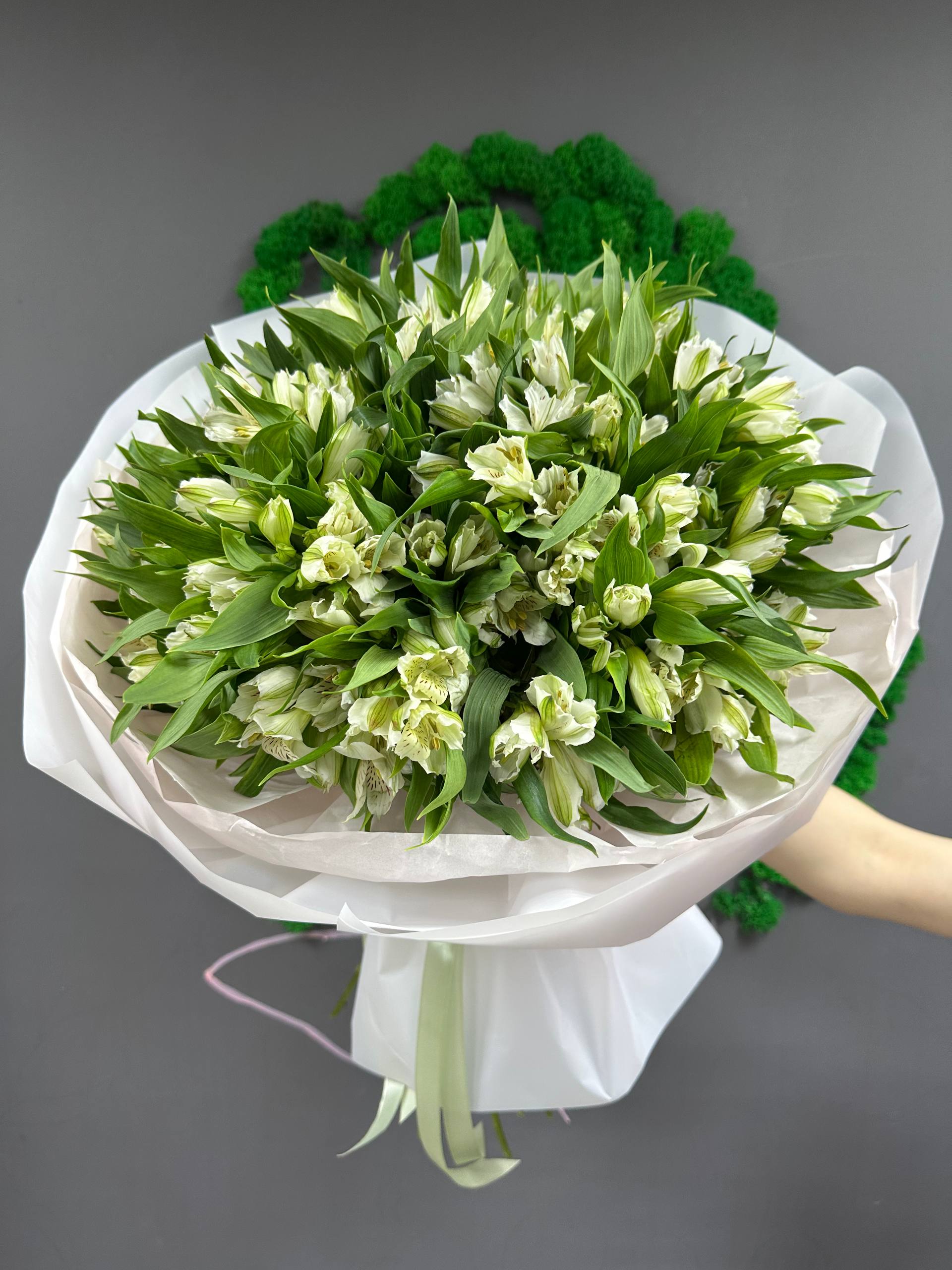 51 бел альстра