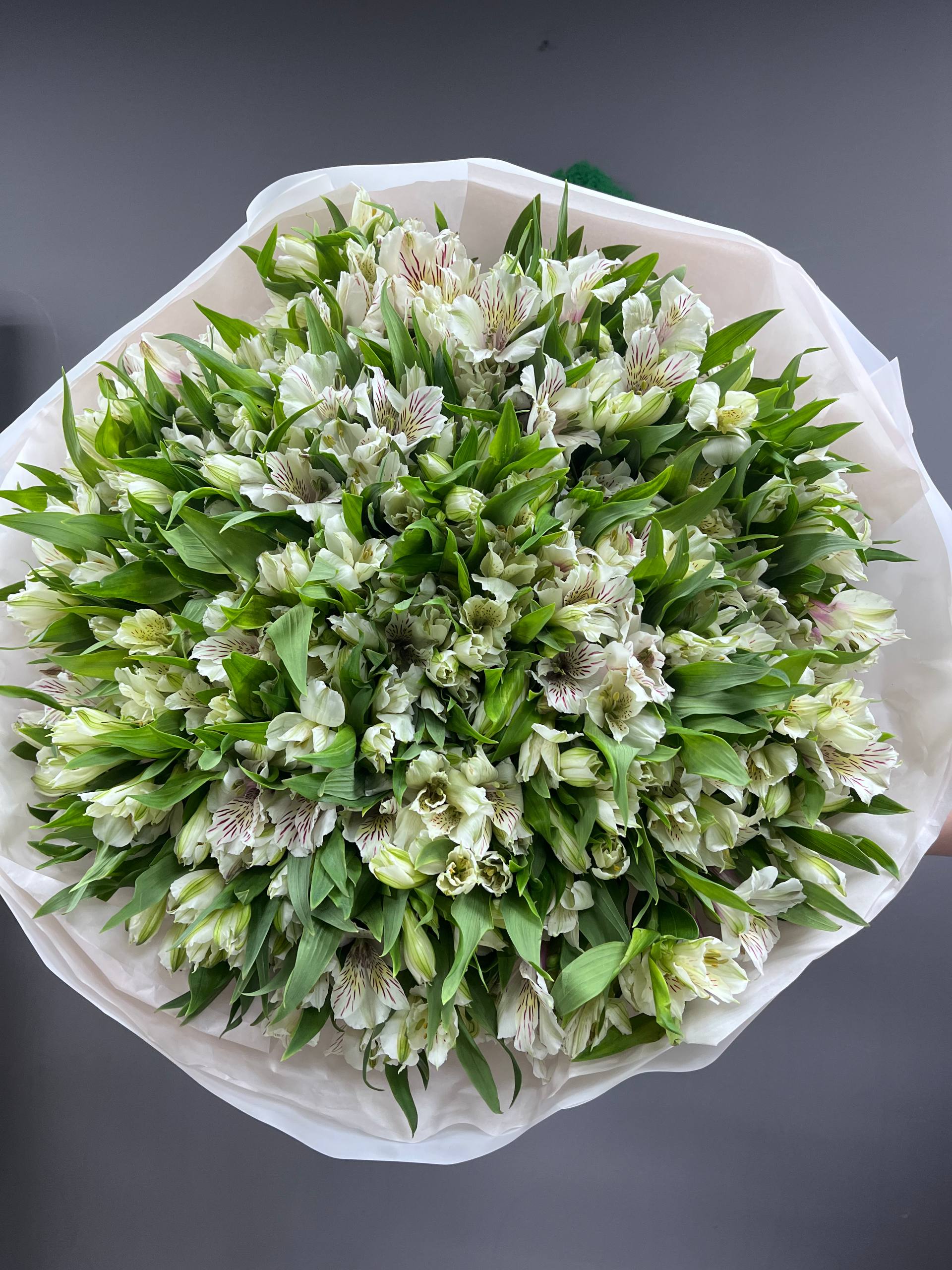 101 бел альстра