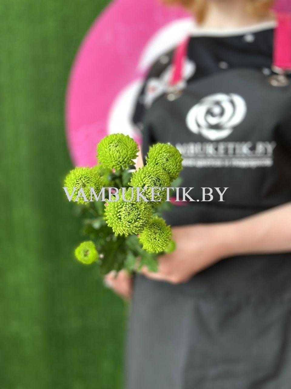 Хризантема Code Green