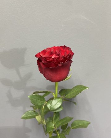 Роза красная 50-55 см